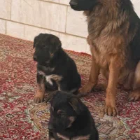 سگ ژرمن|سگ|اراک, |دیوار