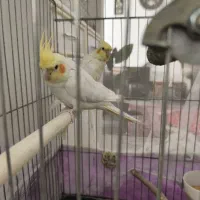 جفت عروس هلندی لوتینو مولد