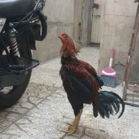 ۴۰۰۰۰۰۰|حیوانات مزرعه|تهران, دولاب|دیوار