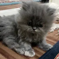بچه گربه بازیگوش