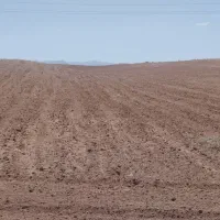 زمین دیم شخم شده وپنجه زده شده اجاره داده میشود