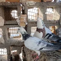 پرنده سالم وسرحال|پرنده|شوشتر, |دیوار