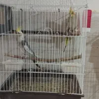 فروش عروس هلندی مولد زیر قیمت