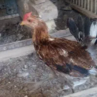 جوجه خروس گلین خوش‌خوان