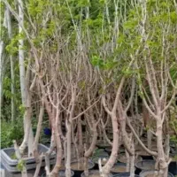 انواع نهال هایه بندارپایه رویشی توت سفیدشاه توت