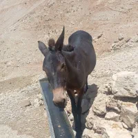 قاطر دوسال ۱ماه تقریبا درحال رام کردن|حیوانات مزرعه|کلاشی, |دیوار