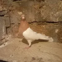 نر ماده کله زرد