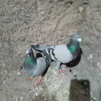 یک جفت جوجه کشی خوب کفتر مفت