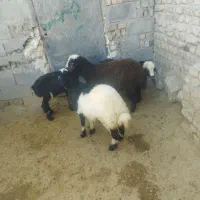 میش و بره|حیوانات مزرعه|سیلاخور, |دیوار