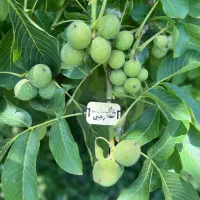 فروش نهال گردو جمال باردهی از سال اول(تضمینی)|خدمات باغبانی و درختکاری|اسدآباد, |دیوار