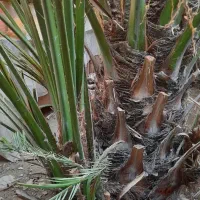 بچه نخل برحی یا پا جوش برحی
