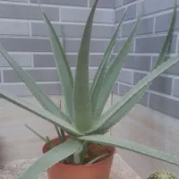 گیاه آلوئه ورا|گل و گیاه طبیعی|آباده, |دیوار