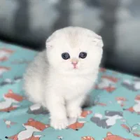 دنیای گربه های اسکاتیش فولد اصیل