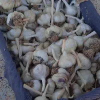 یک جعبه سیر