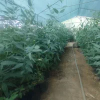 نهال اکالیپتوس|گل و گیاه طبیعی|کاشان, مشکات|دیوار