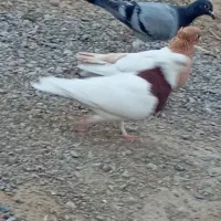 طوقی|پرنده|زابل, |دیوار
