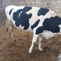 گاو گوشتی|حیوانات مزرعه|نظر کهریزی, |دیوار