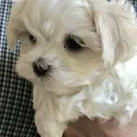 مالتیز، ماتیپو عروسکی