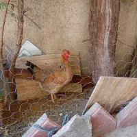 فروش یک عدد مرغ گلین تخم گذار و جوان