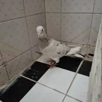 طوقی سیاه سرور|پرنده|مشهد, کوه سنگی|دیوار