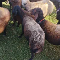 تعداد ۲۰عددمیش داشتی جون سالم درجه یک