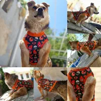 لباس حیوانات خانگی