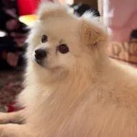 سگ پامر نر