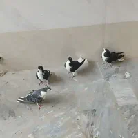 مفلق سیاه پشت