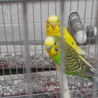 یک جفت مرغ عشق