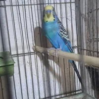 مرغ عشق خوش رنگ|پرنده|پارسآباد, |دیوار