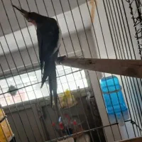 عروس هلندی نر سینامون کار بالغ مست|پرنده|قم, دروازه ری|دیوار