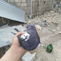 ماده سینه ای