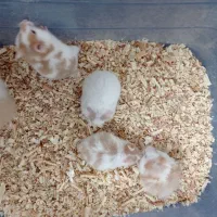 همستر|موش و خرگوش|قم, پردیسان|دیوار