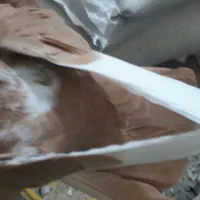 قارا زرد|پرنده|قزوین, |دیوار