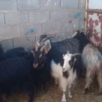 ۱۱راس بزجوان آبستن سه ماهه جفتی ۱۶۰۰۰۰۰۰|حیوانات مزرعه|بهمن صغاد, |دیوار