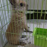 خرگوش لوپی خشکله .|موش و خرگوش|سنندج, |دیوار