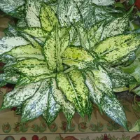 گلهای زیبا و شاداب