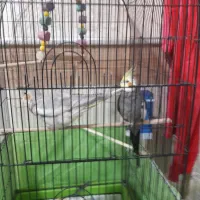 یک جفت عروس حلندی فوری فوری