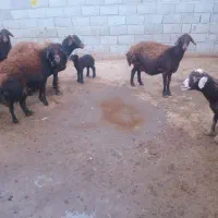 ۱۰راس گوسفندافشارخالص