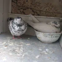 کفتر تهرانی
