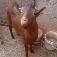 کره چپش|حیوانات مزرعه|اردکان, |دیوار