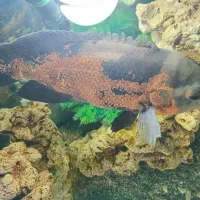 ماهی اسکار|ماهی|مشگین شهر, |دیوار