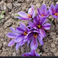 طلای سرخ قاینات