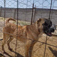 سگ افغان قیمت مناسب، دیوانه|سگ|میلاجرد, |دیوار