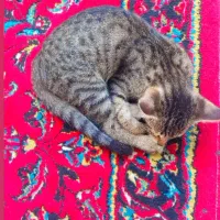 بچه گربه