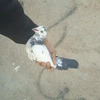 کبوتر گرفتنی