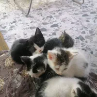 واگذاری 5 بچه گربه خوشگل و ناز سفید سیاه