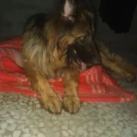 سگ ژرمن شپرد شولاین پلیس پا کوتاه