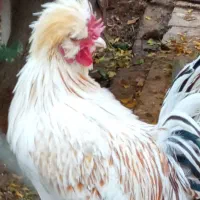 خروس ۴۰ تاج|حیوانات مزرعه|دهاقان, |دیوار