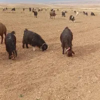 33 عدد بز جوان و یک‌ نر بز خوب معاوضه با پراید